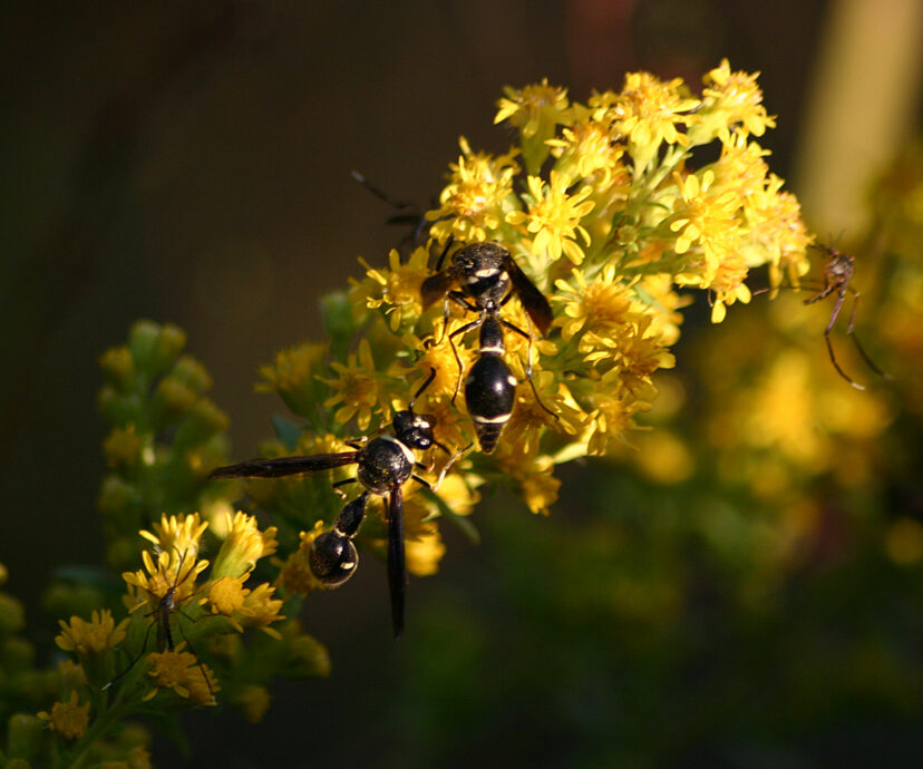 Adult fraternal potter wasp feeding on goldenrod flowers for nectar.