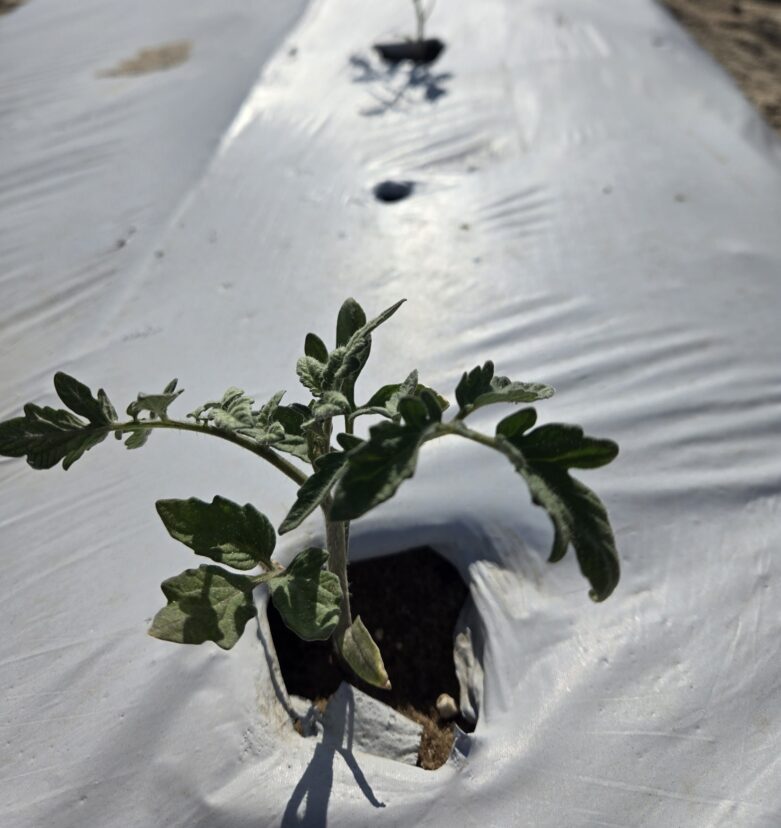 Young tomato plants transplanted into a South Carolina field for fall harvest production.