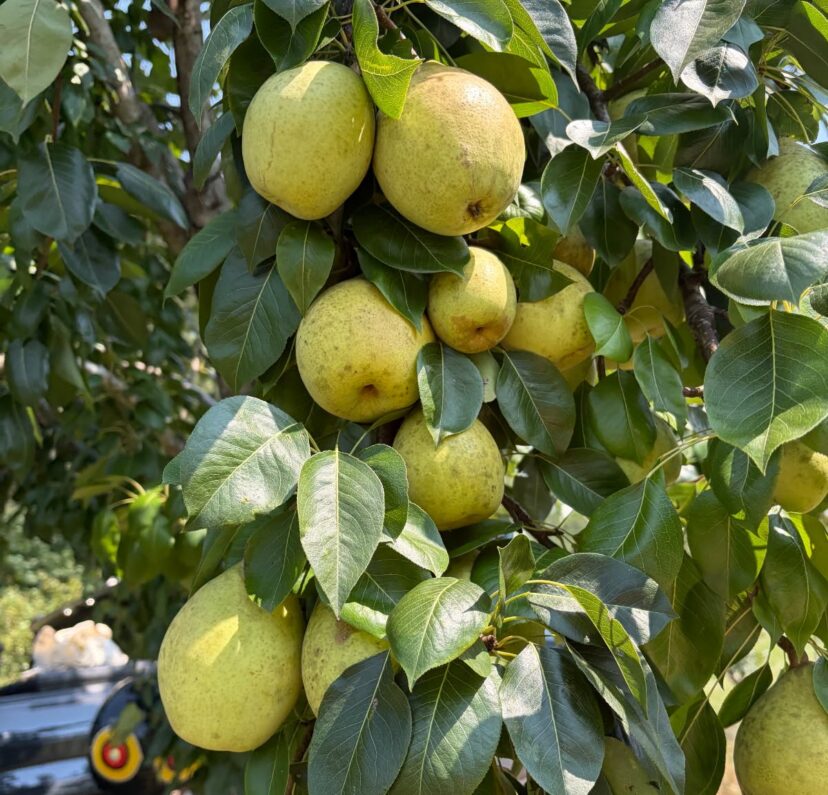 A heavily loaded pear tree with abundant fruit growing in South Carolina during the summer harvest season.