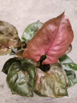 Close-up of 'Maria Allusion Bronze' arrowhead vine showing bronze-pink new foliage contrasting with mature coppery-green leaves.