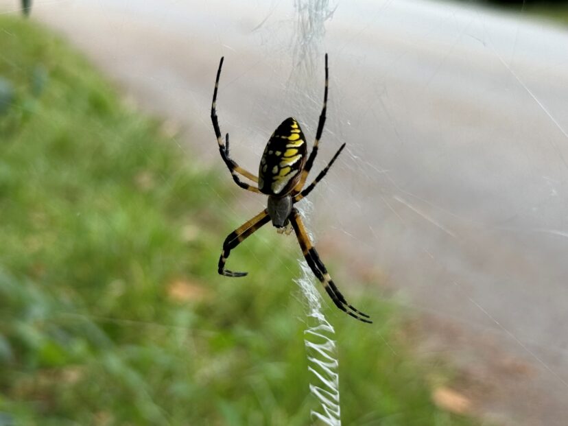 Garden spider on web.