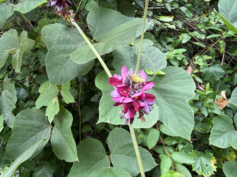 Kudzu vine blooming with purple flowers covering roadside vegetation.