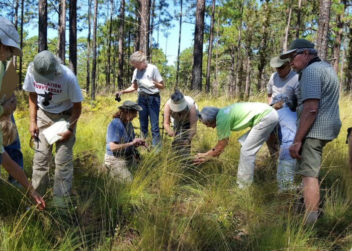 Native Plant Certificate field class exploring a Carolina Sandhills plant community