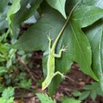 This Month in Your Garden – August 2026