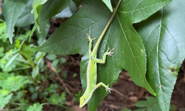 This Month in Your Garden – August 2026