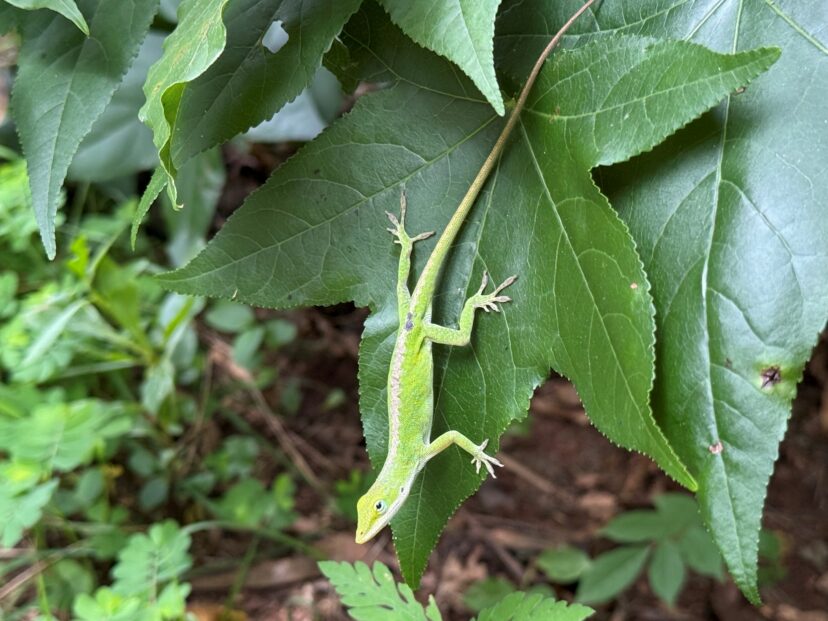 Anole lizard camouflaged among green leaves in a South Carolina garden.