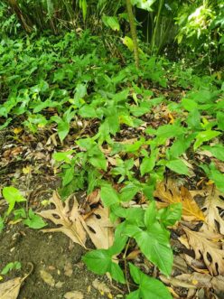 Arrowhead vine growing naturally on a tropical forest floor, showing juvenile arrow-shaped leaves.
