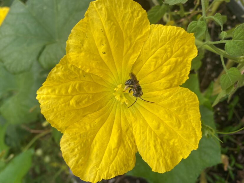 Bee on a loofa blossom.