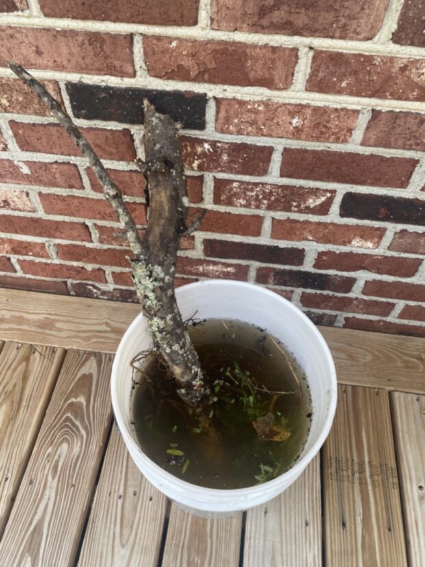 Bucket of water with a limb submerged in it.