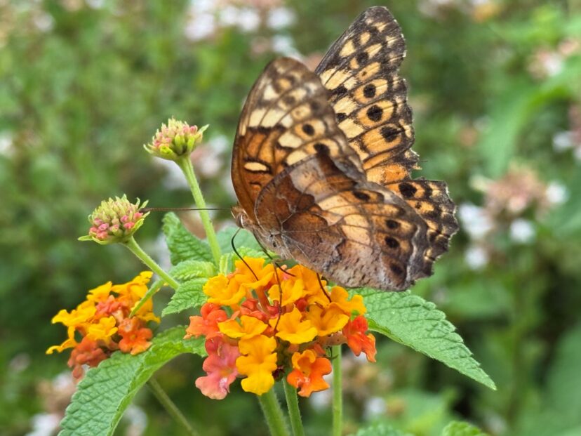 Butterfly resting on a flower during late summer in an Upstate South Carolina garden.