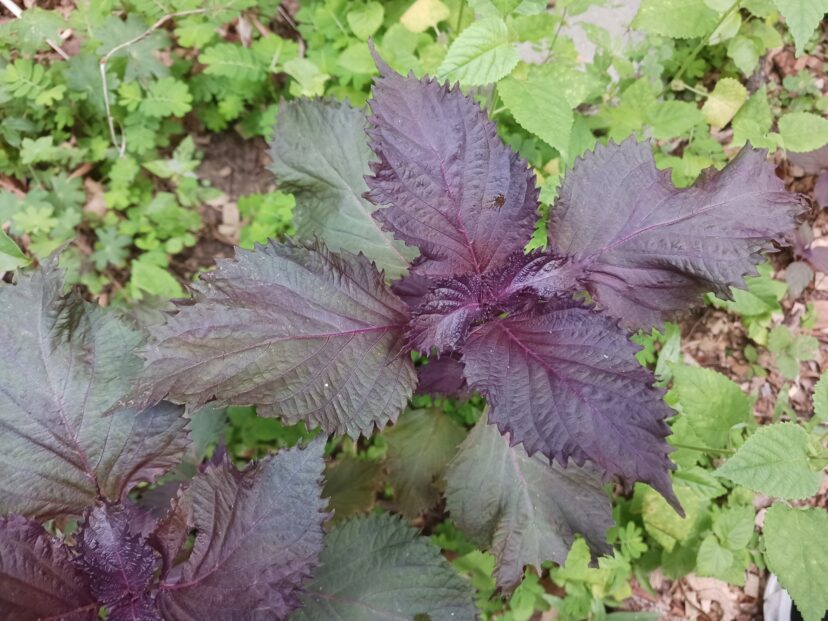 Close-up of purple, serrated perilla mint leaves growing among surrounding green vegetation.