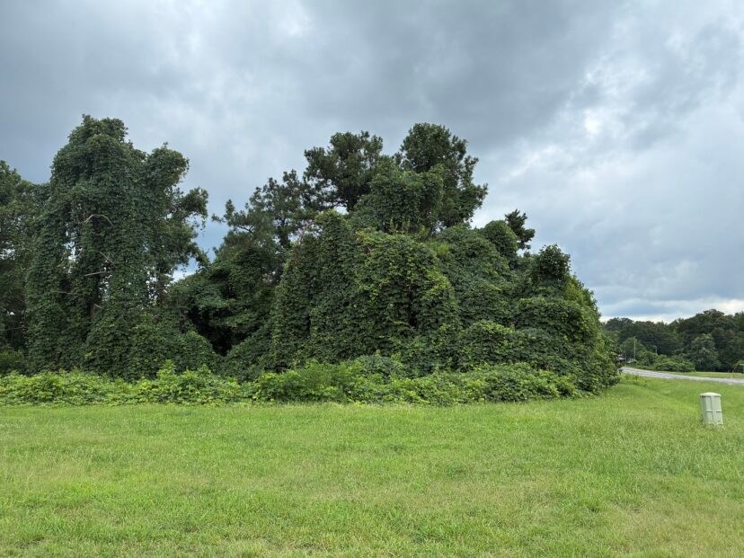 Dense kudzu growth climbing over trees and shrubs.