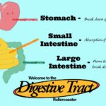 What is Fiber and Why It Matters for Digestion