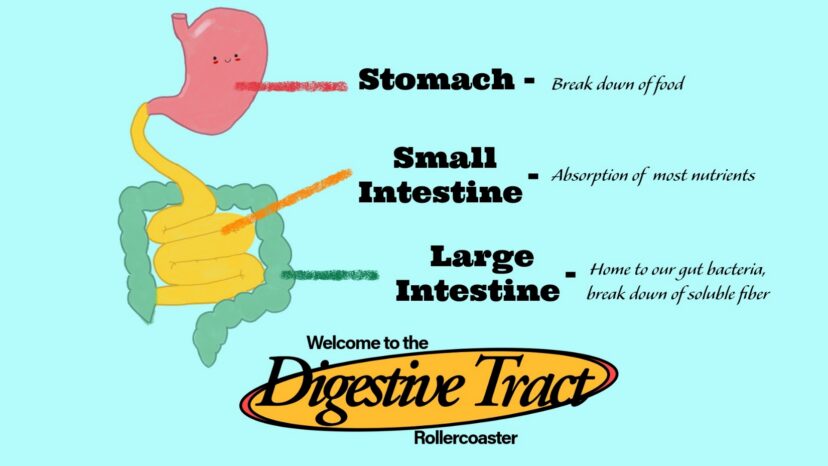 Diagram of the human digestive system showing the path food travels from the mouth through the esophagus, stomach, small intestine, large intestine, rectum, and anus.