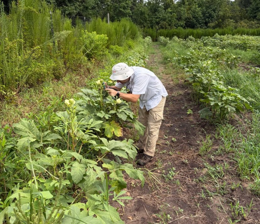 Dr. Bilbo scouts an okra field on St. Helena Island for the invasive two-spotted cotton leaf hopper in South Carolina.