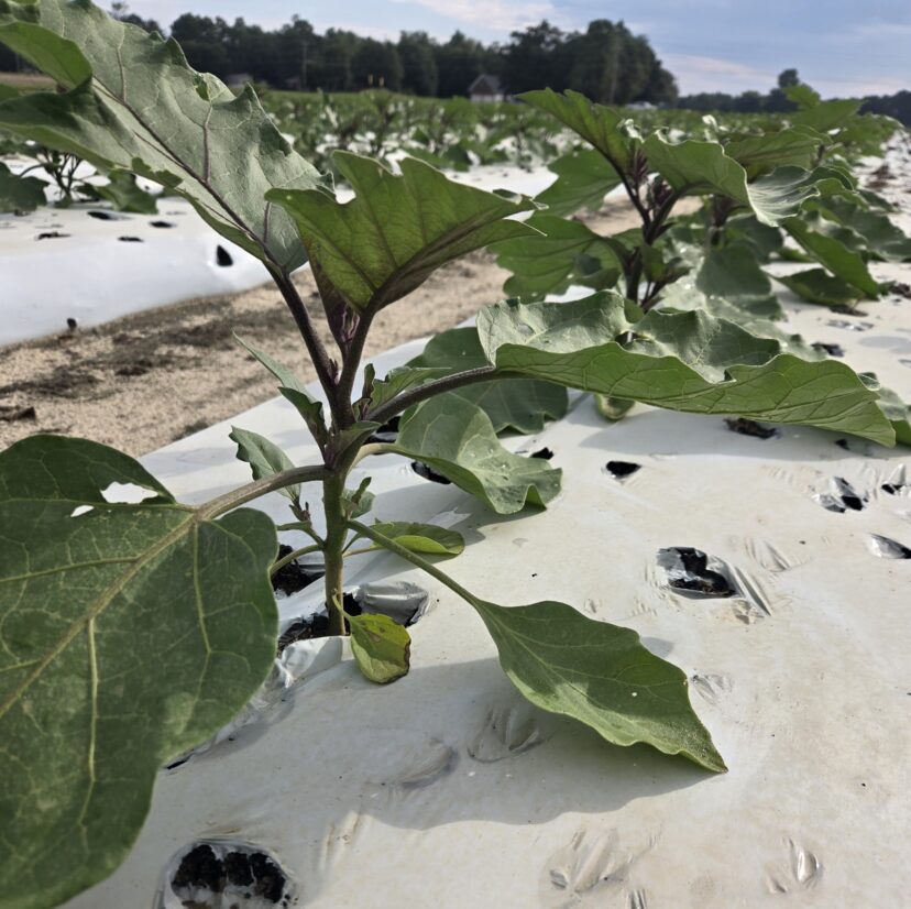 Eggplant growing in a fall field planted through white plastic mulch.