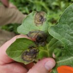 South Carolina Field Update (August 10, 2026): Two-Spotted Cotton Leafhopper Found