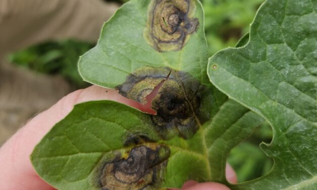 South Carolina Field Update (August 10, 2026): Two-Spotted Cotton Leafhopper Found