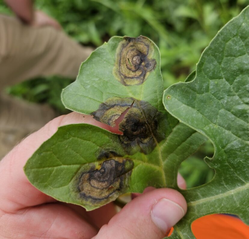 Gummy stem blight lesions on watermelon leaves in South Carolina.
