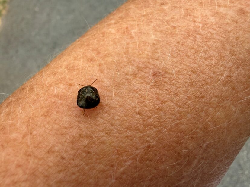 Kudzu bugs on a light-colored skin.