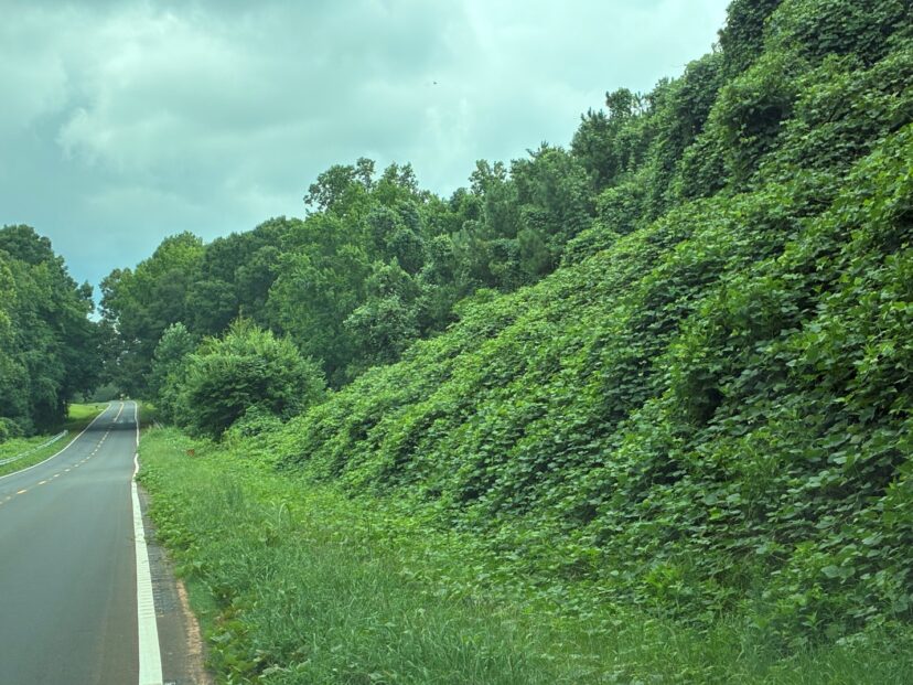 Kudzu vines covering trees and roadside vegetation in the southeastern United States.