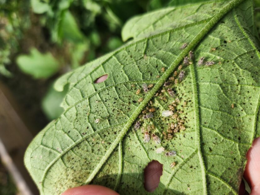 Lace bugs feeding on the underside of an eggplant leaf