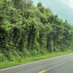 Kudzu: The Vine Covering The South
