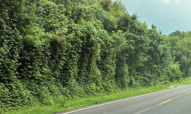 Kudzu: The Vine Covering The South