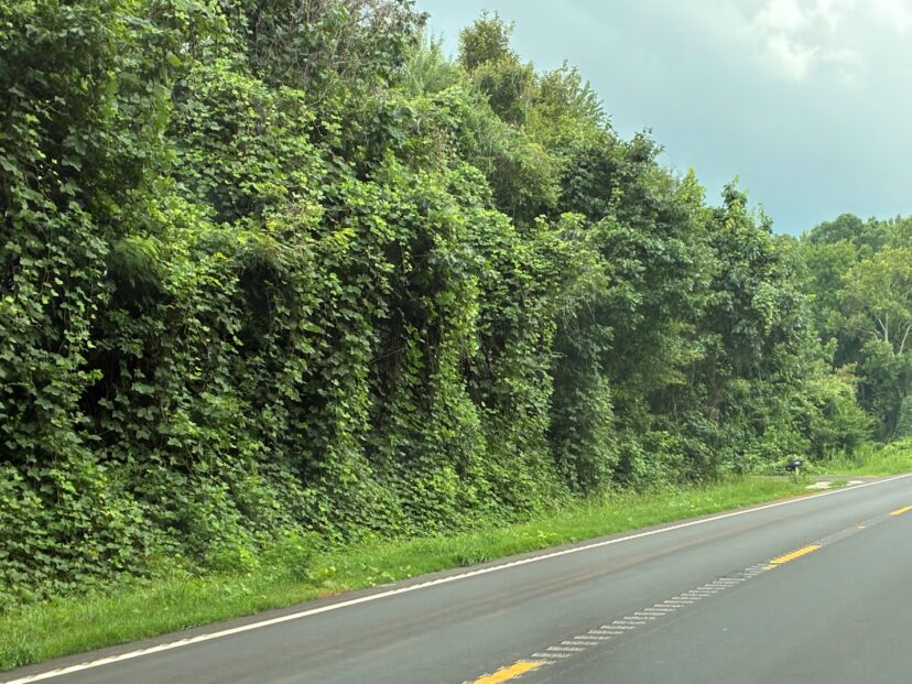Large patch of invasive kudzu spreading across a rural landscape.