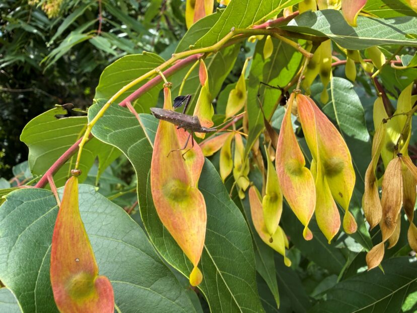 Leaf-footed bug resting on Tree of Heaven seed pods.