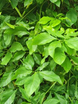 Mature climbing arrowhead vine showing highly divided adult leaves growing vertically on supporting vegetation.