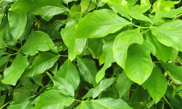 Arrowhead Vine (<em>Syngonium</em> spp.) Indoor Care, Growing Tips & Plant Guide