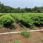 South Carolina Field Update (August 17, 2026): Triple-Digit Temps Expected as Strawberry Prep Begins