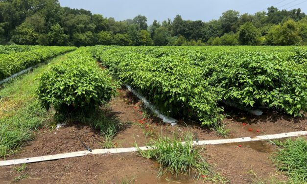 South Carolina Field Update (August 17, 2026): Triple-Digit Temps Expected as Strawberry Prep Begins