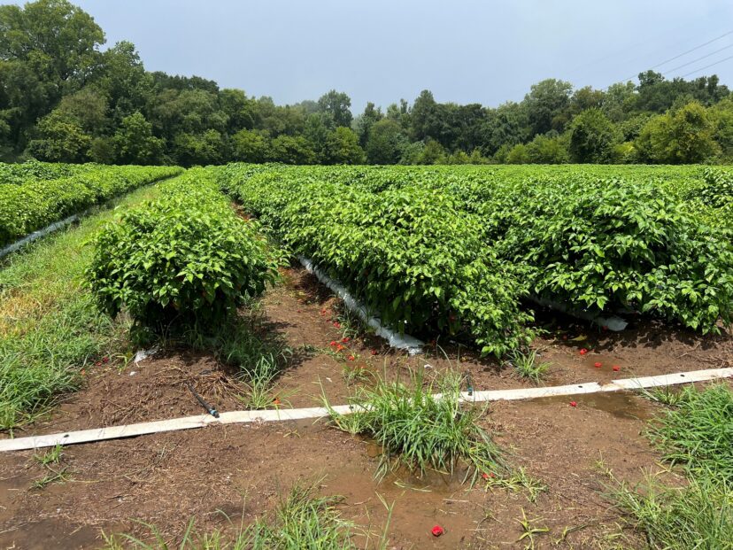 Mature pepper plants growing in rows with ripe peppers visible on the ground.