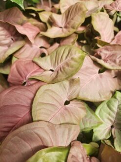 'Neon Robusta' arrowhead vine displaying newly emerged pink leaves and mature green foliage.
