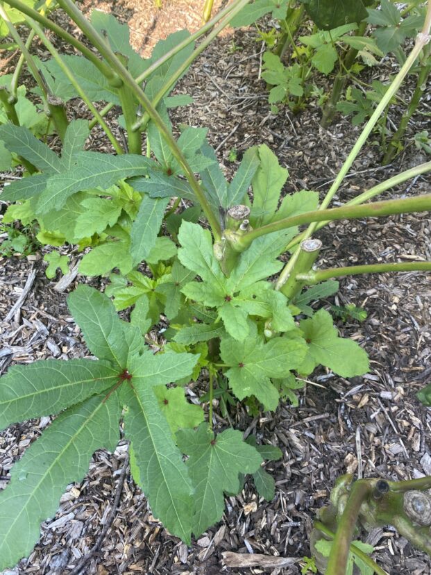 Okra cut back close to ground with new leaves emerging.