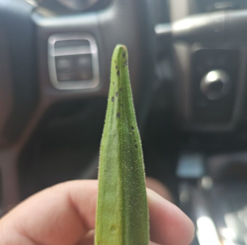 Okra pod showing unexplained leaf and pod damage.