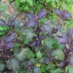 Perilla Mint: Identification, Control, And Culinary Uses