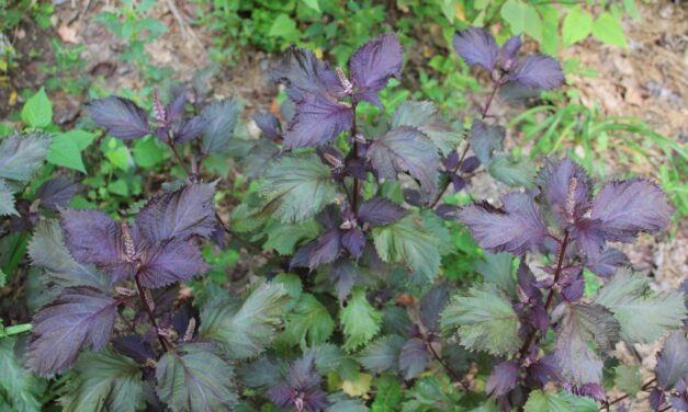 Perilla Mint: Identification, Control, And Culinary Uses