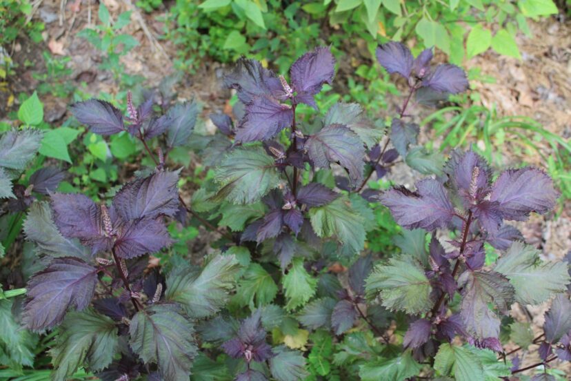 Perilla mint plants with purple and green serrated leaves and flowering spikes growing among surrounding vegetation.