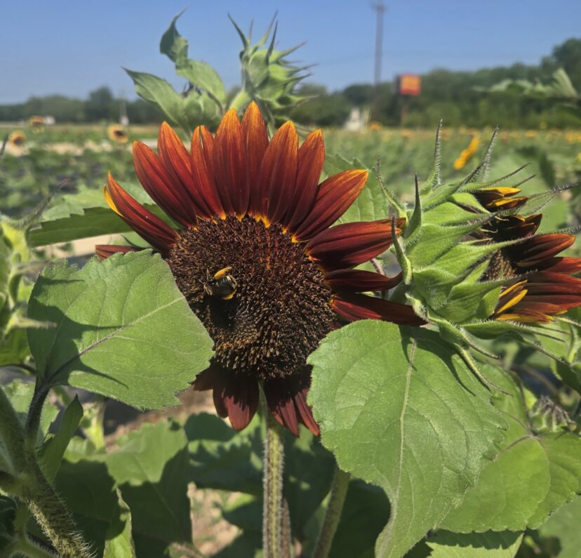 Rows of sunflowers grown for cut flower production at a South Carolina farm during the summer growing season.