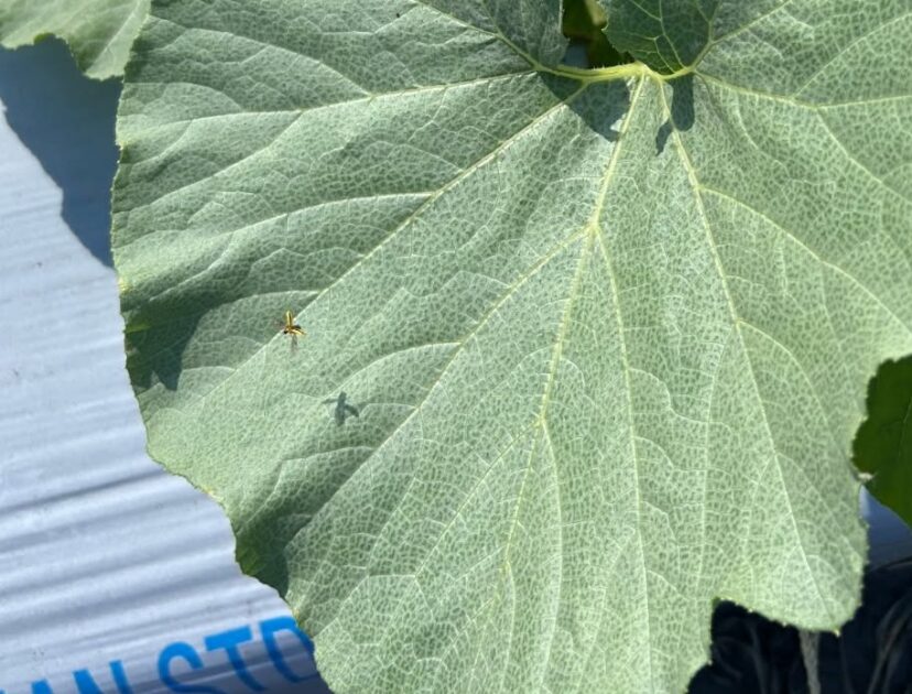 Striped cucumber beetle taking flight from a pumpkin leaf.