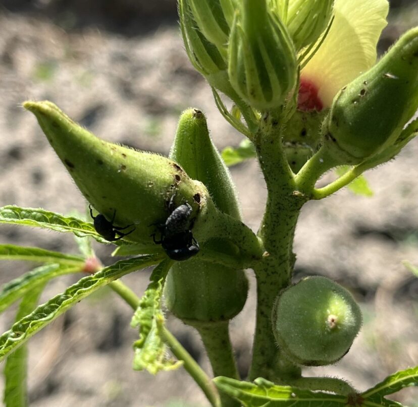 Suspected cowpea curculio feeding on an okra plant.
