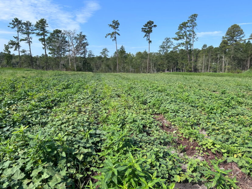 Sweetpotato field with healthy vines and significant weed pressure.