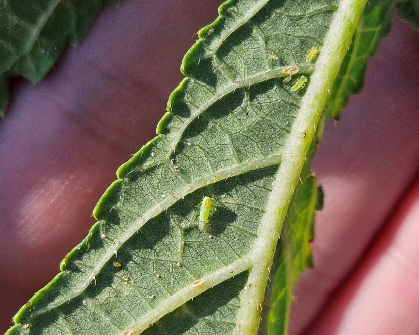 Two-spotted cotton leafhopper on an okra leaf.