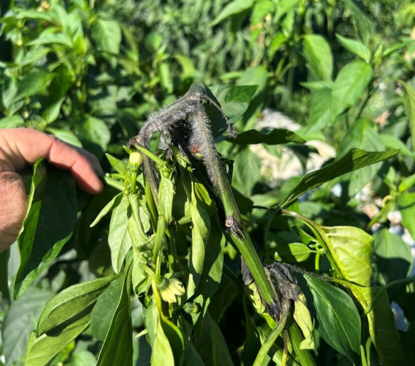 Wet rot caused by Choanephora on pepper plants
