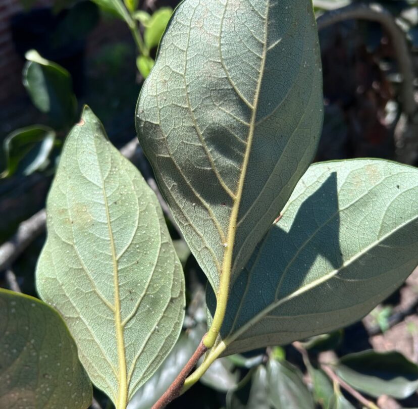 Whiteflies on the undersides of persimmon leaves.