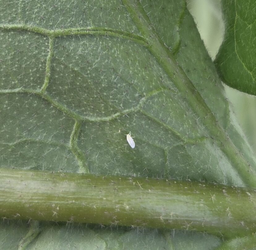 Whitefly on the underside of an eggplant leaf.