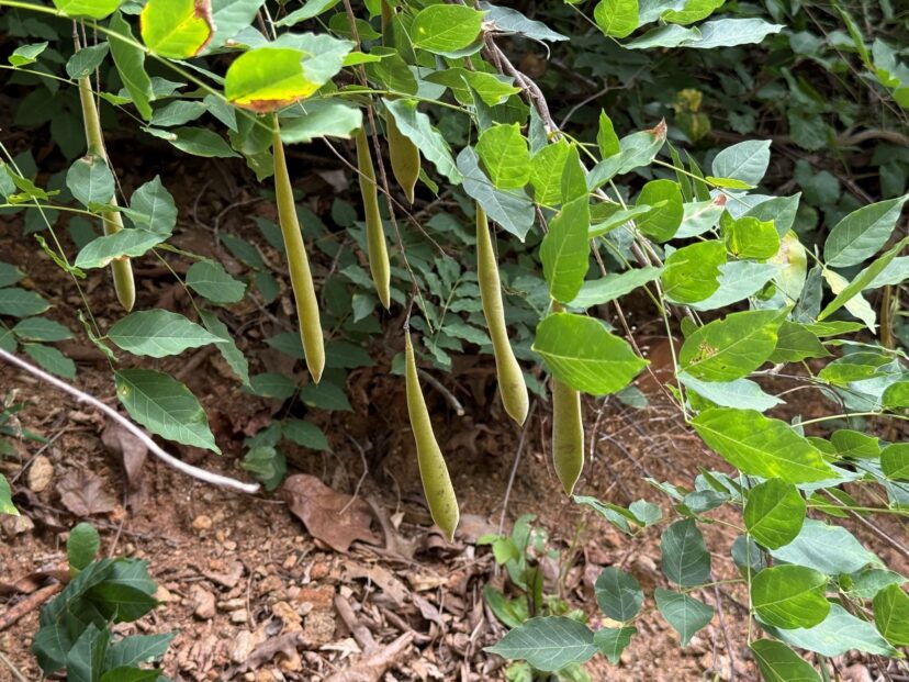 Wisteria vine with developing seed pods hanging from stems.